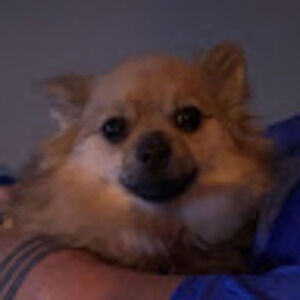 Meet your Posher, Lainee